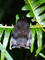 Hyblaeidae