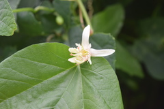 Passiflora rubra