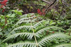 Cyathea horrida