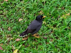 Acridotheres javanicus