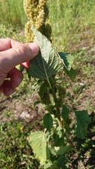 Amaranthus retroflexus