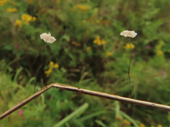 Marasmius limosus