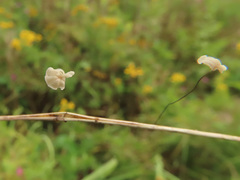 Marasmius limosus