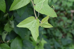 Passiflora rubra