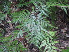 Adiantum formosum