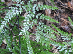 Adiantum formosum