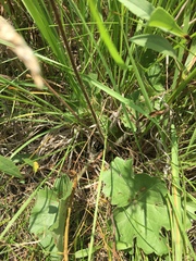 Heuchera richardsonii