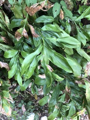 Ruscus colchicus