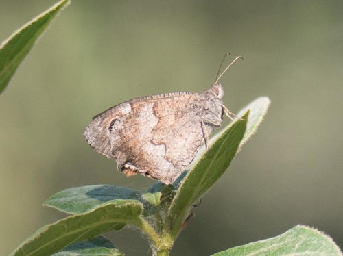 Tree Grayling