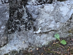 Melanthia procellata