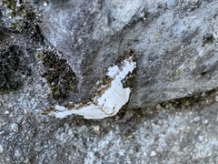 Melanthia procellata