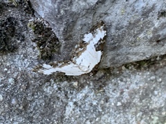 Melanthia procellata