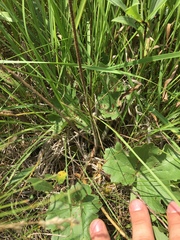 Heuchera richardsonii