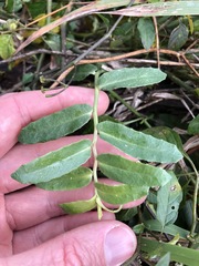 Lobelia concolor
