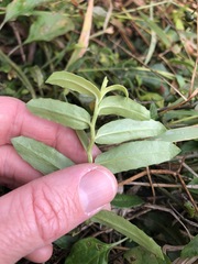 Lobelia concolor