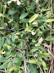 Lobelia concolor