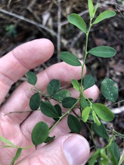 Phyllanthus gunnii