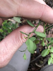 Phyllanthus gunnii