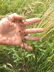 Heuchera richardsonii