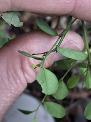 Phyllanthus gunnii