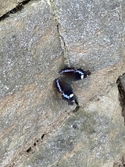 Kaniska canace nojaponicum