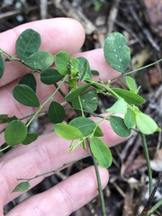 Phyllanthus gunnii