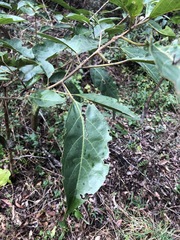 Clerodendrum floribundum