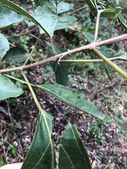 Clerodendrum floribundum