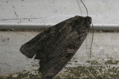 Lithophane antennata