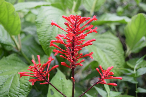 Odontonema cuspidatum