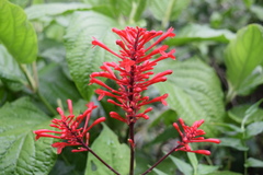 Odontonema cuspidatum