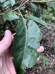 Clerodendrum floribundum