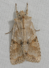 Lithophane bethunei