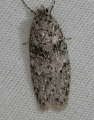 Semioscopis inornata