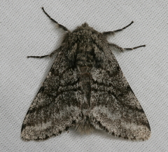 Lycia ursaria