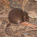 Mainland Dusky Antechinus - Photo (c) Reiner Richter, some rights reserved (CC BY-NC-SA), uploaded by Reiner Richter