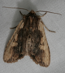 Lithophane petulca