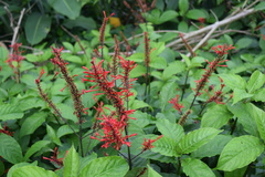 Odontonema cuspidatum