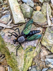 Microstylum oberthurii