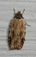 Agonopterix atrodorsella