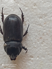 Oryctes rhinoceros
