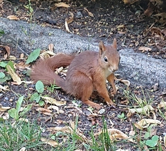 Sciurus vulgaris