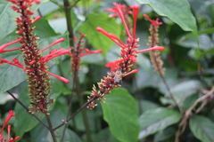 Odontonema cuspidatum
