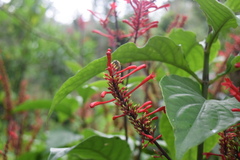 Odontonema cuspidatum