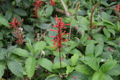 Odontonema cuspidatum