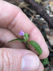 Rostellularia obtusa