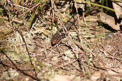 Ctenotus labillardieri