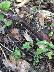 Rostellularia obtusa