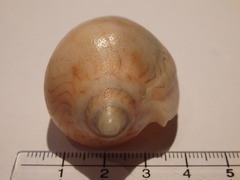 Amoria undulata