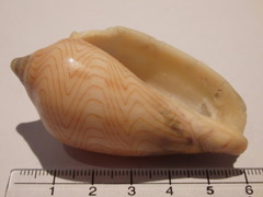 Amoria undulata